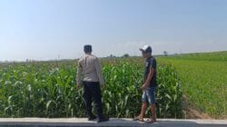 Ketahanan Pangan Jadi Prioritas, Polisi Perkuat Pendampingan Petani di Kademangan