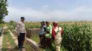 Polisi Dekat dengan Petani, Produksi Jagung dan Keamanan Lingkungan Sama-Sama Dijaga