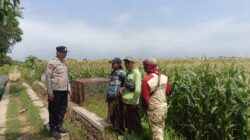Polisi Dekat dengan Petani, Produksi Jagung dan Keamanan Lingkungan Sama-Sama Dijaga
