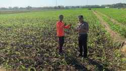 Polri dan Petani Bersinergi, Ketahanan Pangan di Kademangan Terus Diperkuat