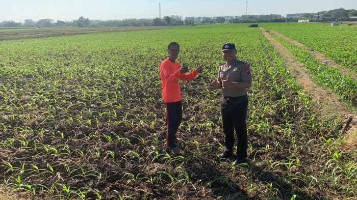 Polri dan Petani Bersinergi, Ketahanan Pangan di Kademangan Terus Diperkuat
