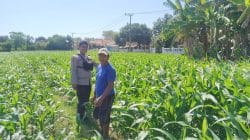 Polisi Turun ke Lahan Jagung di Tongas, Perkuat Program Ketahanan Pangan Nasional
