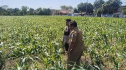 Polisi Dampingi Lahan Jagung Milik Ponpes di Tongas, Perkuat Program Ketahanan Pangan Nasional