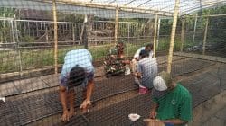 Dekat dengan Warga, Babinsa Koramil 1505-01/Tidore Bantu Petani Semai Bibit Tomat