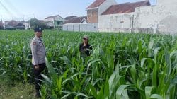 Serangan Hama Tikus Mengintai, Polisi Buka Jalur Koordinasi Cepat untuk Petani
