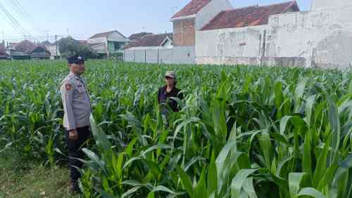 Serangan Hama Tikus Mengintai, Polisi Buka Jalur Koordinasi Cepat untuk Petani Serangan Hama Tikus Mengintai, Polisi Buka Jalur Koordinasi Cepat untuk Petani