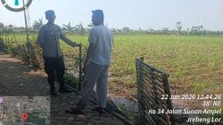 Polri Turun ke Sawah, Polsubsektor Kedopok Dampingi Petani Jagung Hadapi Berbagai Kendala