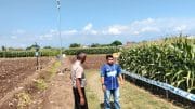 Polsek Sumberasih Monitoring Lahan Jagung 21,5 Hektare di Desa Pesisir, Dukung Ketahanan Pangan Nasional