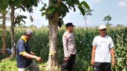 Polsek Sumberasih Dampingi Petani Jagung di Muneng, Siap Bantu Atasi Kendala Pertanian