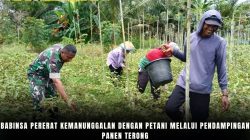 Babinsa Pererat Kemanunggalan Dengan Petani Melalui Pendampingan Panen Terong