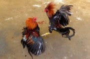 Warga Resah, Polisi Diam: Judi Sabung Ayam Berlangsung Bebas di Tengah Permukiman