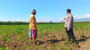 Polsek Sumberasih Kawal Pertumbuhan Jagung Binaan, Dukung Target Swasembada Pangan