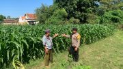 Polsek Kademangan Bangun Kolaborasi dengan Petani, Ketahanan Pangan Jadi Prioritas