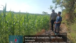 Polisi dan Petani Bersinergi, Lahan Jagung Binaan di Sumberasih Tumbuh Menjanjikan