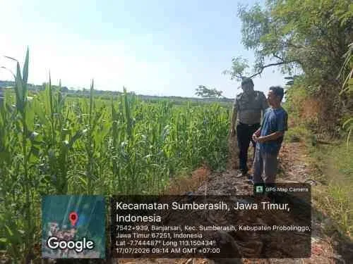Polisi dan Petani Bersinergi, Lahan Jagung Binaan di Sumberasih Tumbuh Menjanjikan