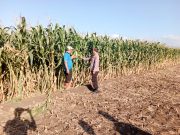 Polri dan Petani Bersinergi, Polsek Sumberasih Kawal Produksi Jagung di Probolinggo