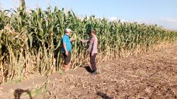 Polri dan Petani Bersinergi, Polsek Sumberasih Kawal Produksi Jagung di Probolinggo