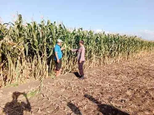 Polri dan Petani Bersinergi, Polsek Sumberasih Kawal Produksi Jagung di Probolinggo