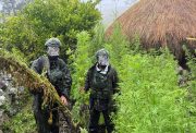 Langkah Tegas Demi Masa Depan Papua: 5.000 Batang Ganja Berhasil Diungkap Koops TNI Habema