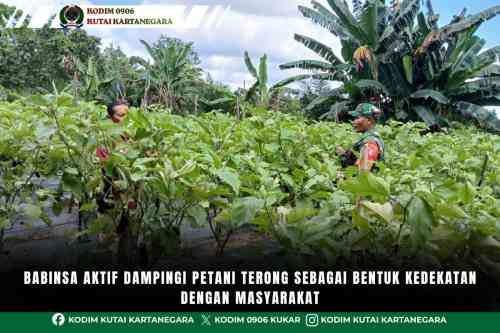Babinsa Aktif Dampingi Petani Terong Sebagai Bentuk Kedekatan Dengan Masyarakat Babinsa Aktif Dampingi Petani Terong Sebagai Bentuk Kedekatan Dengan Masyarakat