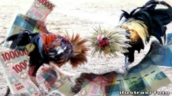 Praktik Sabung Ayam Diduga Masih Berjalan di Kediri, Komitmen Pemberantasan Judi Dipertanyakan