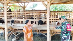 TMMD 129 Bojonegoro: Babinsa Kesongo ‘Sentuh Hati’ Peternak Kambing