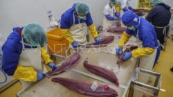 Peningkatan Kompetensi Pekerja Pengolahan Ikan Tuna di Indonesia