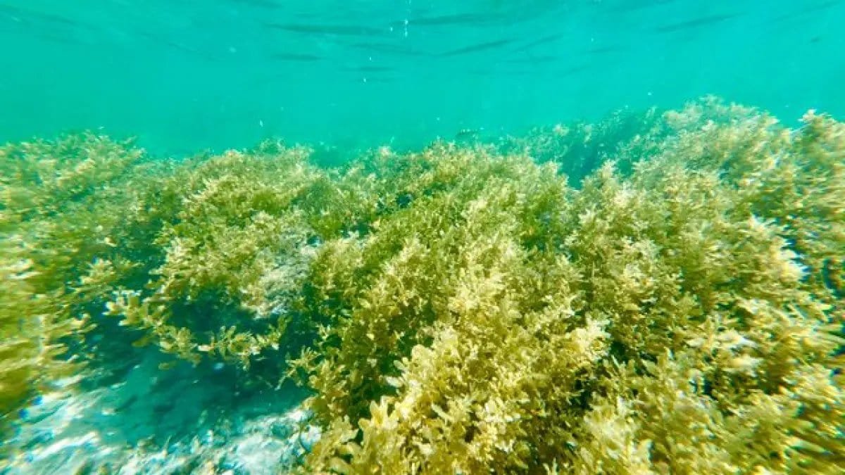 Manfaat Tersembunyi Rumput Laut untuk Kesehatan dan Diet