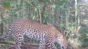 Peranan Macan Tutul Jawa dalam Ekosistem