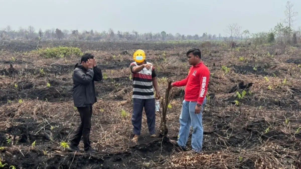 Kolaborasi Bersama dalam Penanganan Karhutla Riau Penangkapan Pelaku Penanaman Sawit di Lahan Eks Karhutla Bengkalis