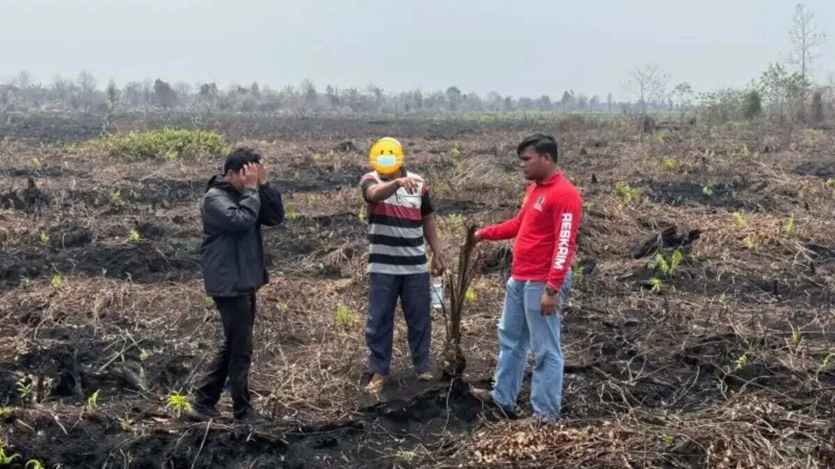 Penangkapan Pelaku Penanaman Sawit di Lahan Eks Karhutla Bengkalis