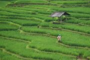 Ancaman Hilangnya Lahan Pertanian di Indonesia