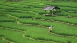 Ancaman Hilangnya Lahan Pertanian di Indonesia