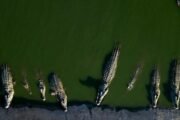 Peringatan Warga Kepulauan Meranti Terkait Ancaman Buaya