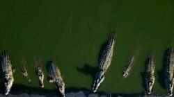 Peringatan Warga Kepulauan Meranti Terkait Ancaman Buaya Peringatan Warga Kepulauan Meranti Terkait Ancaman Buaya
