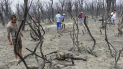 Hukuman Mati bagi Pelaku Pembakaran Hutan di Aljazair