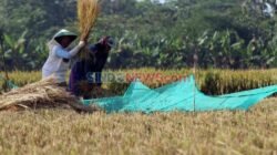 Dampak El Nino terhadap Produksi Padi di Indonesia