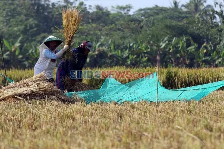 Dampak El Nino terhadap Produksi Padi di Indonesia