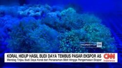 Ekspor Koral Hidup Asal Banyuwangi ke Pasar Internasional