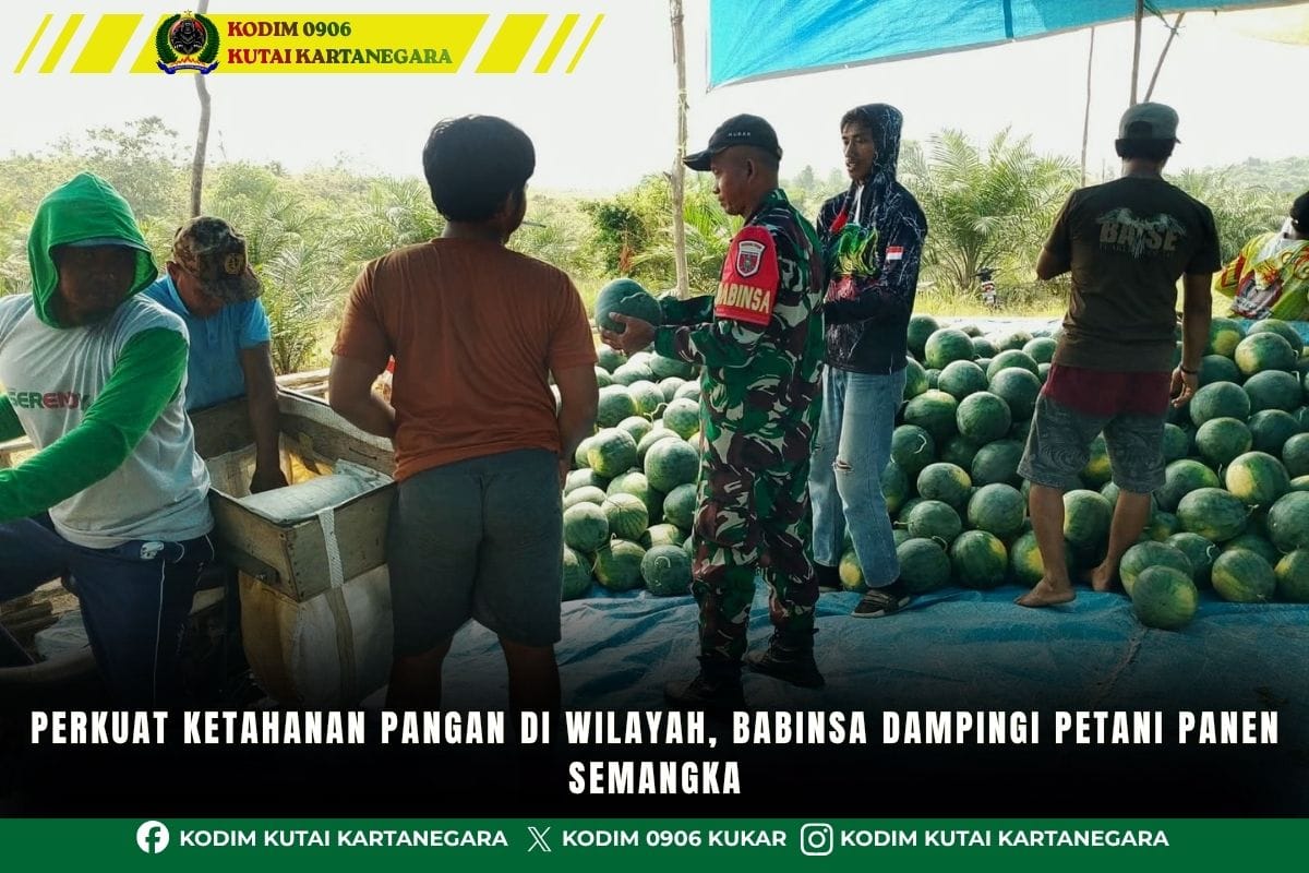 Perkuat Ketahanan Pangan Di Wilayah, Babinsa Dampingi Petani Panen Semangka Perkuat Ketahanan Pangan Di Wilayah, Babinsa Dampingi Petani Panen Semangka