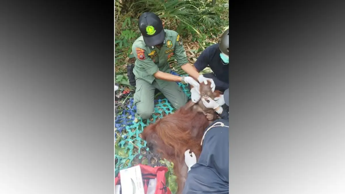 Evakuasi Orang Utan untuk Mitigasi Risiko Kemarau di Ketapang