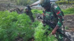 TNI Bersihkan Ladang Ganja di Yahukimo, 21.400 Batang Diamankan