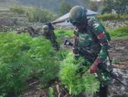 TNI Bersihkan Ladang Ganja di Yahukimo, 21.400 Batang Diamankan