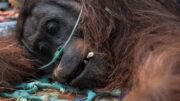 Keselamatan dan Penanganan Orang Utan Terluka Akibat Kebakaran Hutan