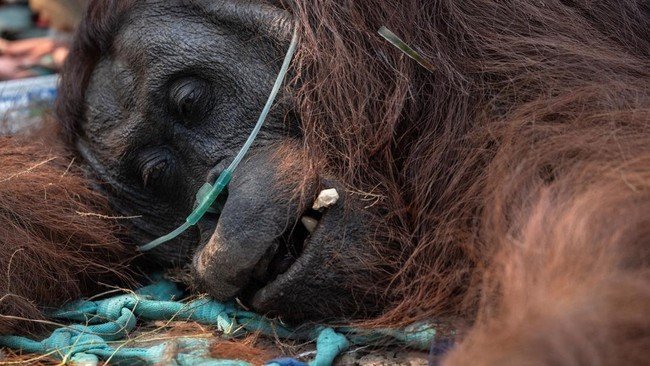 Keselamatan dan Penanganan Orang Utan Terluka Akibat Kebakaran Hutan