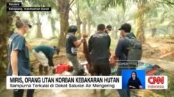 Orangutan Ditemukan Lemah Akibat Kebakaran Hutan di Kalimantan Barat