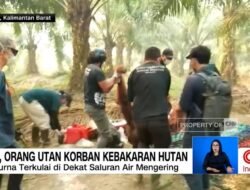 Orangutan Ditemukan Lemah Akibat Kebakaran Hutan di Kalimantan Barat