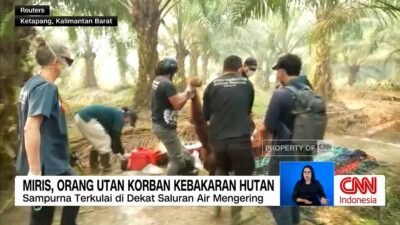 Orangutan Ditemukan Lemah Akibat Kebakaran Hutan di Kalimantan Barat