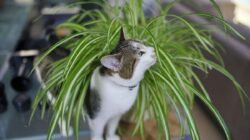 Tanaman Hias Indoor yang Aman untuk Kucing dan Menyaring Udara