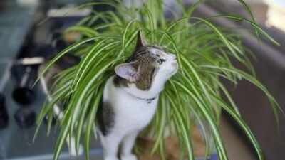 Tanaman Hias Indoor yang Aman untuk Kucing dan Menyaring Udara